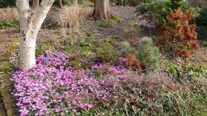 A garden with a large tree, various shrubs, and flowering plants. - Countryside  caravan accomodation (Cutnall Green)