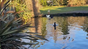 A pond with ducks and a goose, surrounded by trees and a grassy area. - Countryside  caravan accomodation (Cutnall Green)