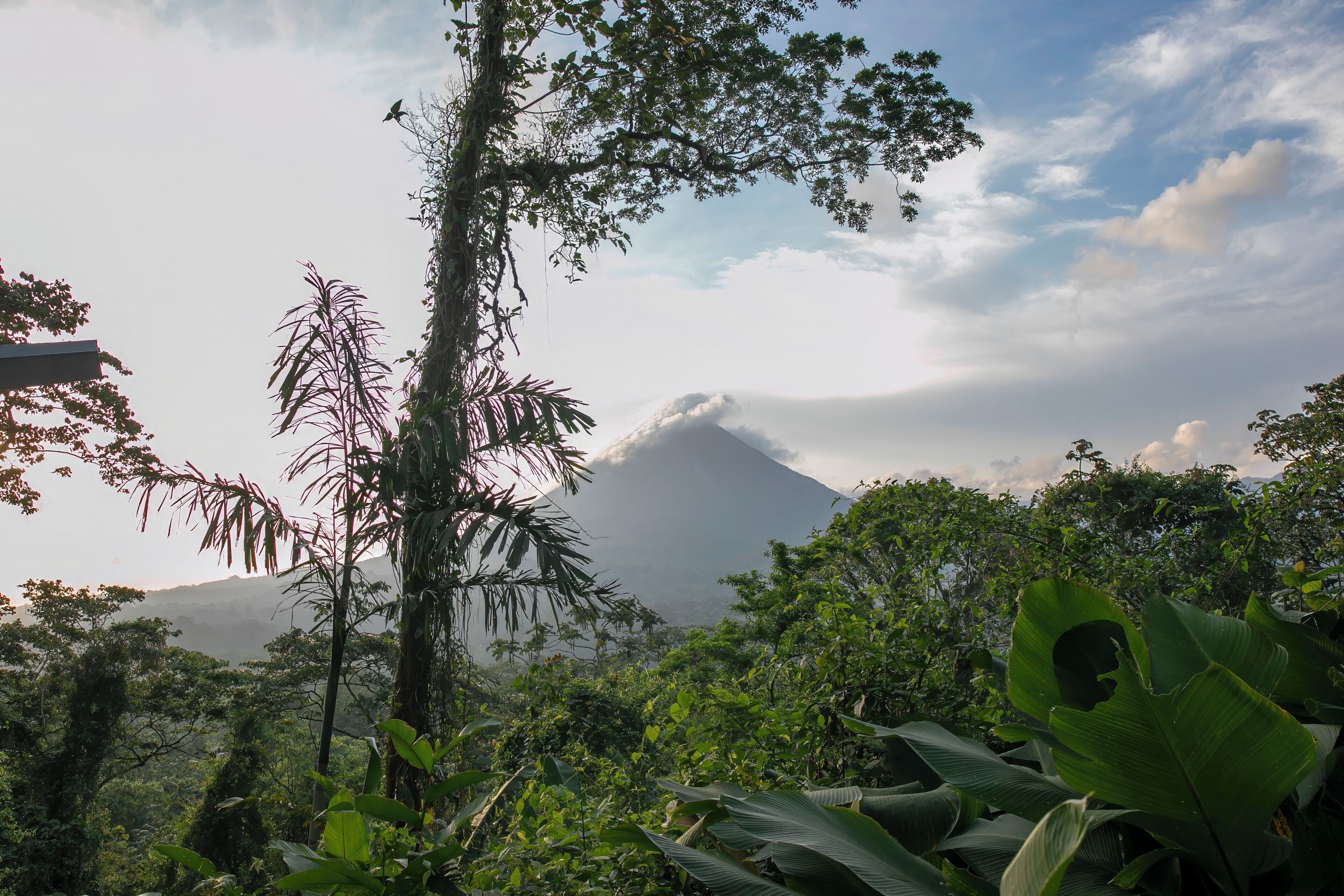 A lush landscape with dense vegetation and a mountain in the background.
