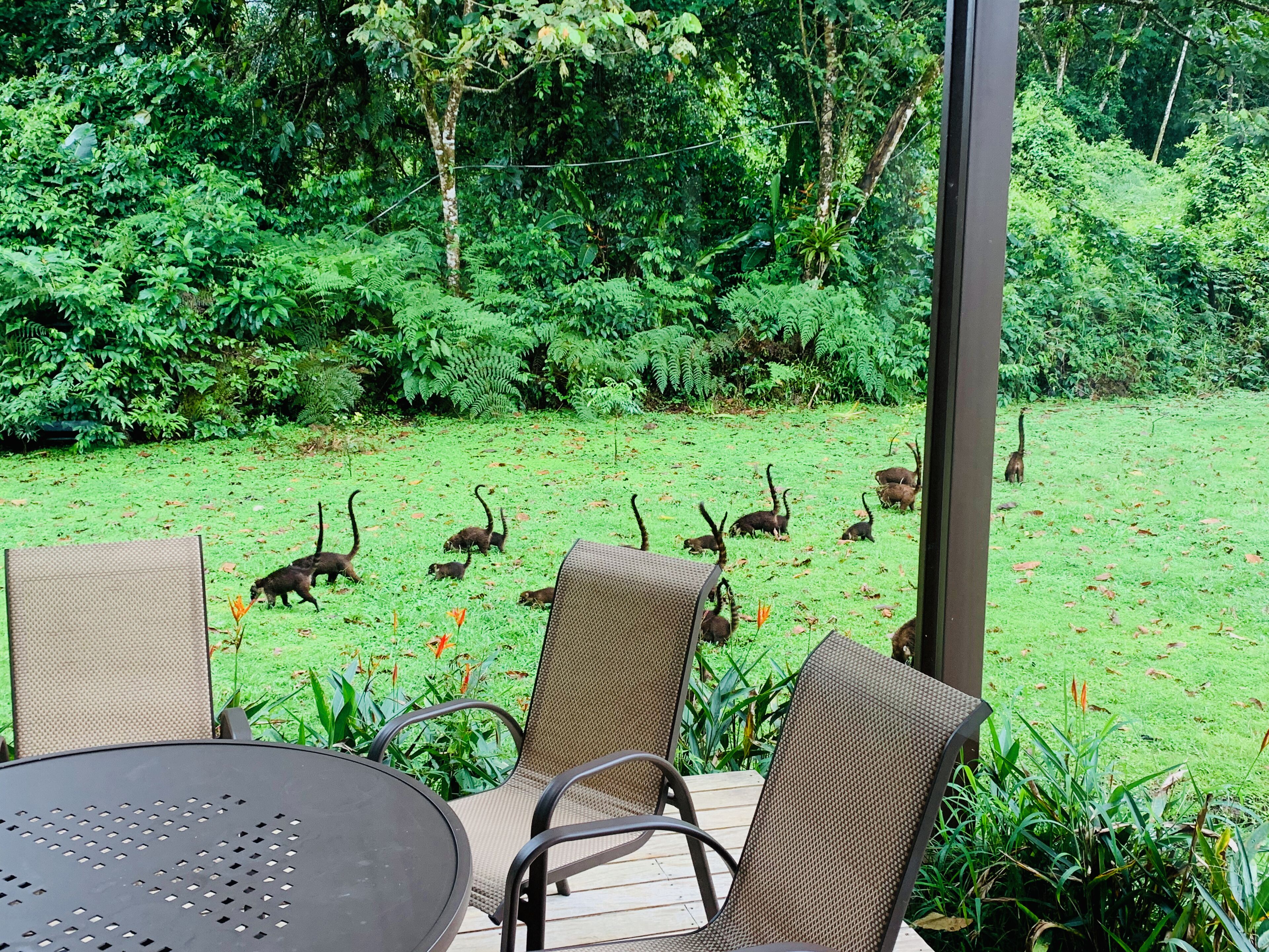Un patio con sillas y una mesa, con vista a un área verde con árboles y algunos animales.