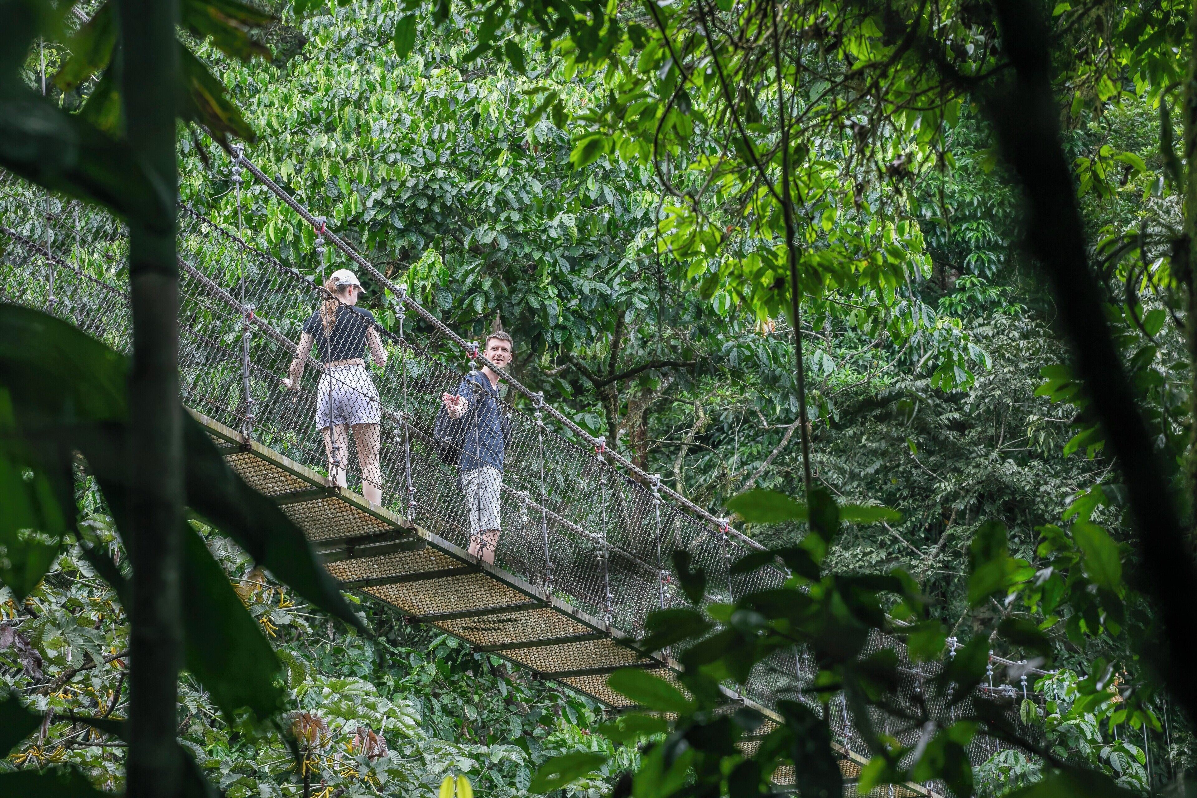 Un pont suspendu au cœur d’une forêt luxuriante et verdoyante.