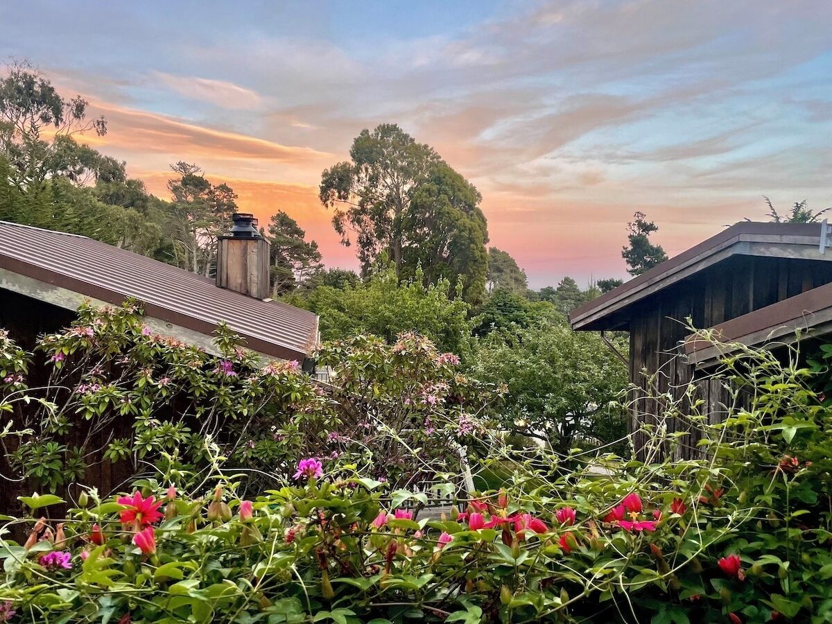 Un jardín con diversas plantas y flores, estructuras de madera y árboles.