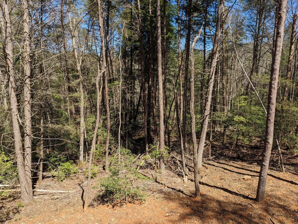 A forested area with tall trees and a dirt path. - Cute Cabin 10mins from Blue Ridge, wifi, hot tub Hiking and waterfalls near (Blue Ridge)