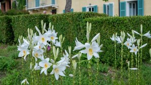 A garden with white flowers in front of a building with blue shutters and a hedge. - La Rocchetta 1915 by Interhome (Cortazzone)