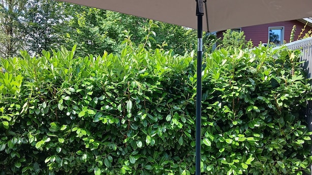 Un espace extérieur aménagé avec une table et des chaises sous une tonnelle, entouré d’une haie et d’un sol recouvert de gravier.