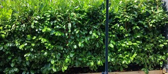 Studio à louer à Collonges sous Salève ( rez-de-chaussée)