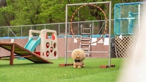 A small dog in a fenced outdoor area with a slide and a hoop. - Chuncheon Dogandstay (Chuncheon)