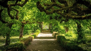 A pathway through a forested area with trees and greenery on either side.