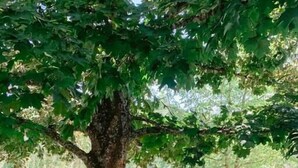 Un arbre doté d’un tronc épais et entouré d’une pelouse bien entretenue.