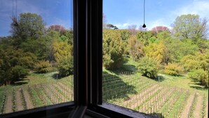A vineyard with rows of grapevines. - Il mulino di Trastevere - G4 (Rome)