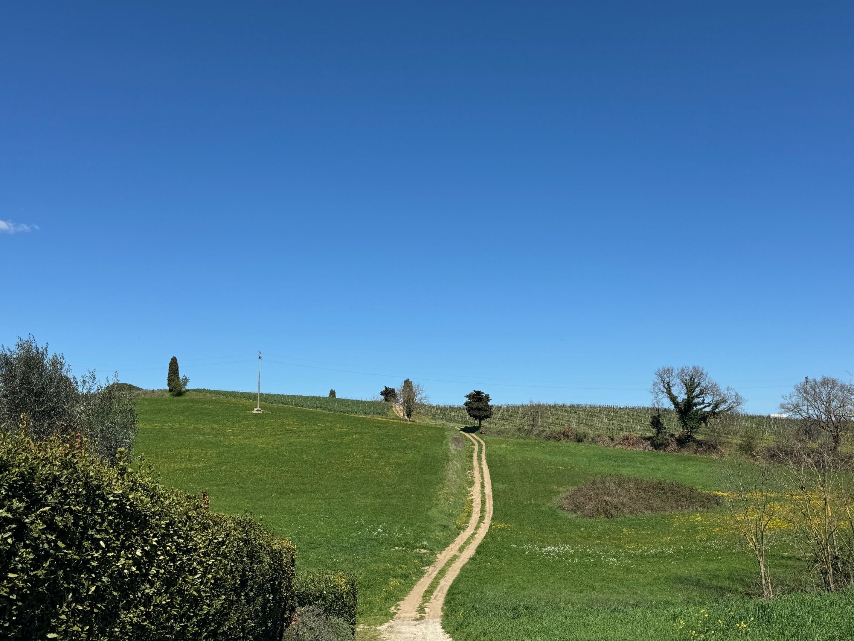 A rural landscape with a dirt path leading through a green field, surrounded by trees and bushes.