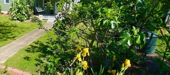 The Green House - 3 bedrooms on friendly street