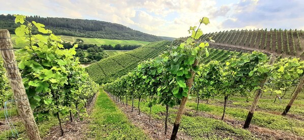A vineyard with rows of grapevines. - ATMOSPHERE: Ideal location, 10 meters from the banks of the Moselle, 5 minutes from the old town, and accessible to people with limited mobility! (Zell (Mosel))