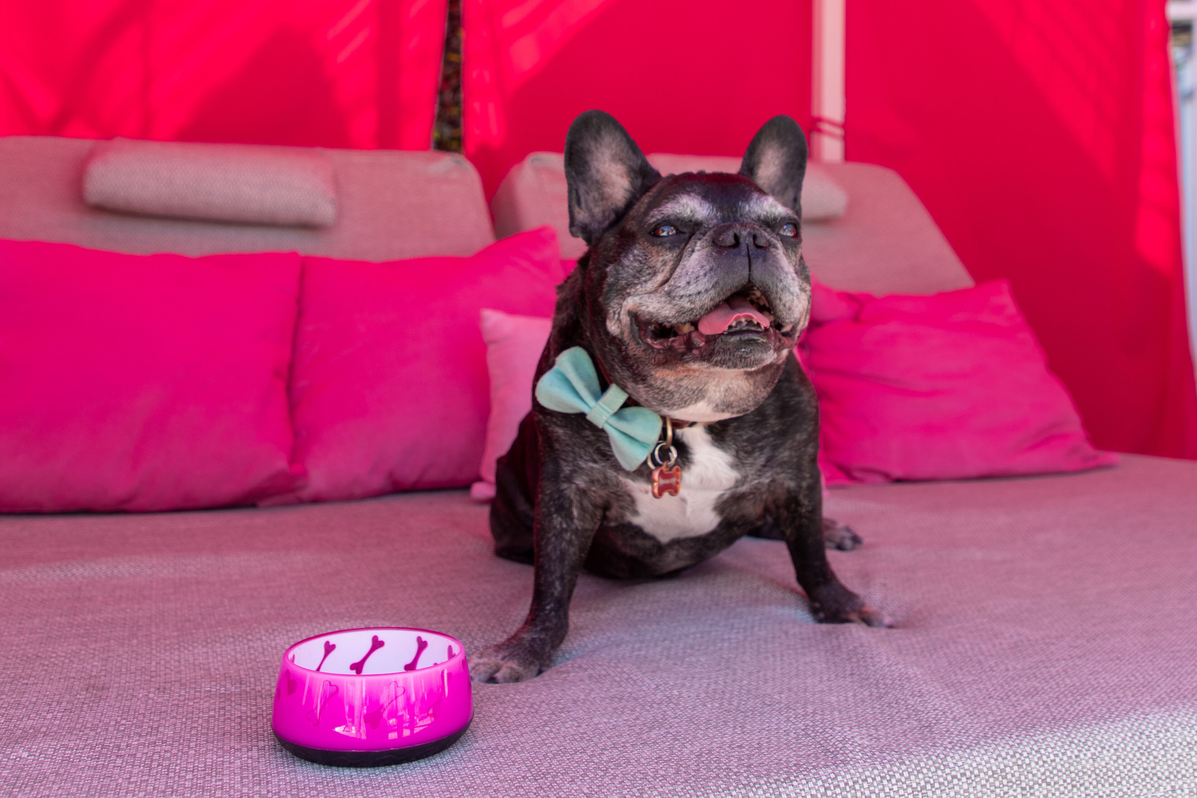 pet-friendly amenities