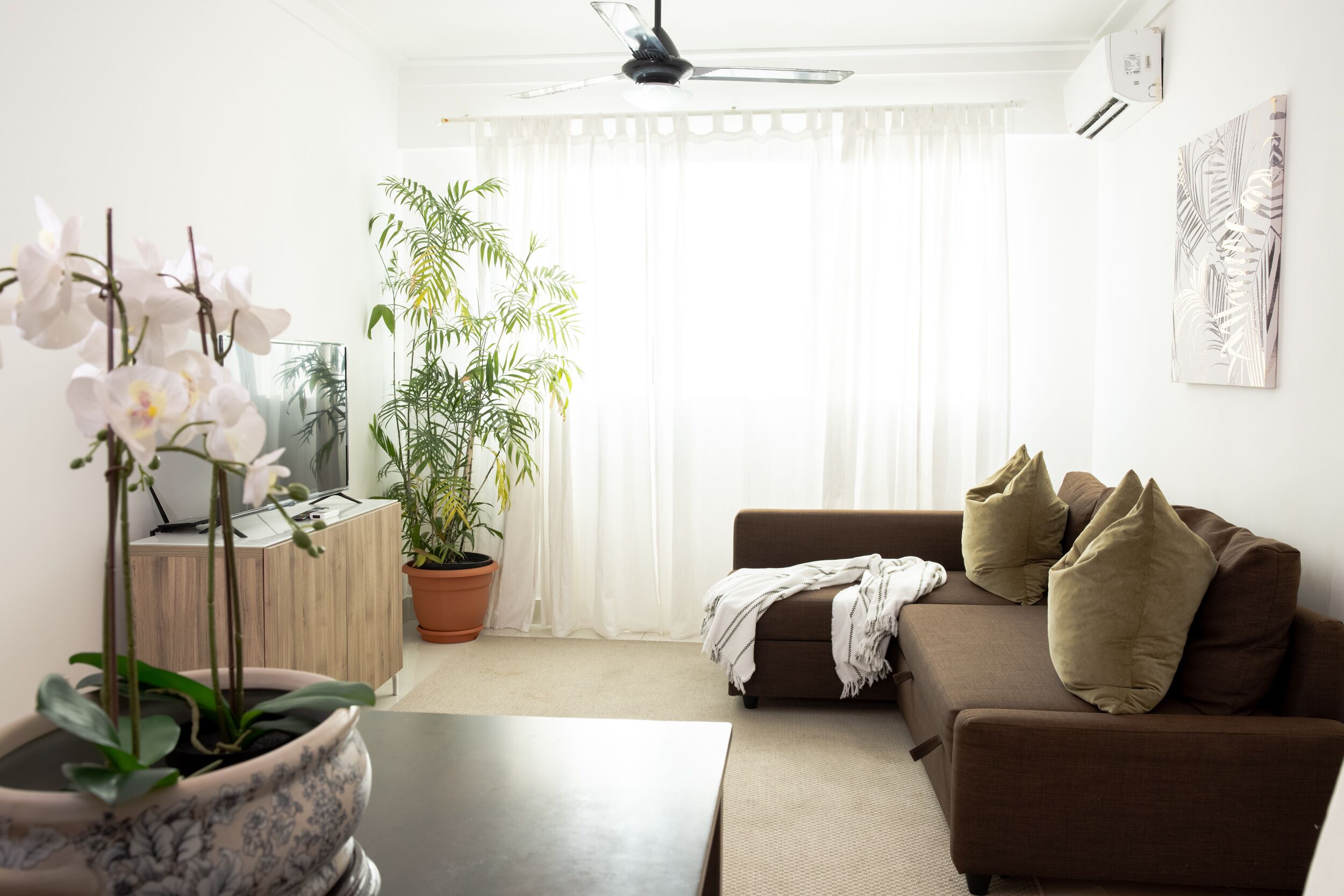 Un salon avec un canapé marron, une table basse, une plante en pot et un téléviseur posé sur un meuble en bois.