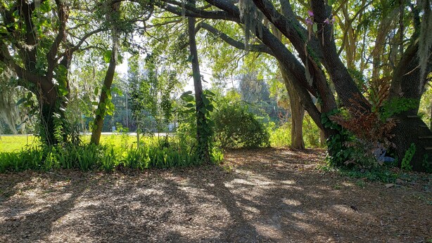 Une zone boisée avec un sentier de terre, entourée d’arbres et de verdure.