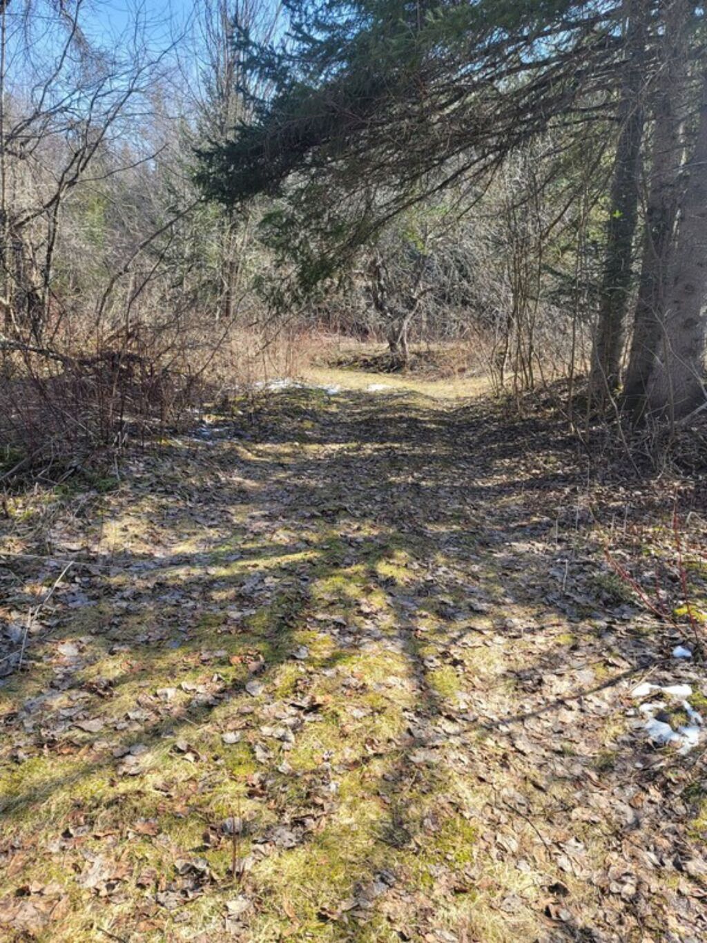 A forested area with a dirt path leading through trees.