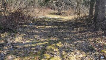 A forested area with a dirt path leading through trees.