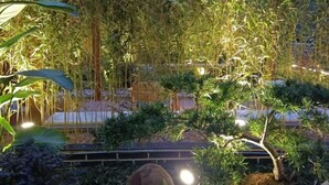 A garden with various plants and a small tree. - Haolilai Garden Hotel (Sanming)