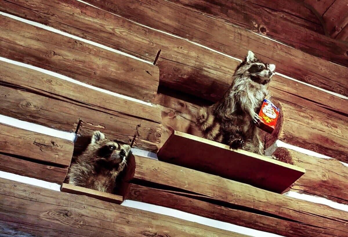 Raccoons on a wooden deck with a box containing a red package.