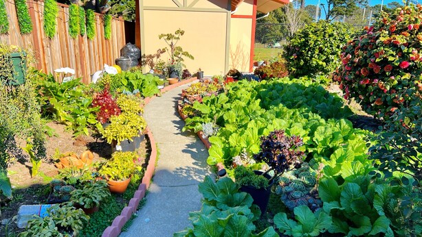 A garden pathway leading to a building with a red roof and beige walls. - A totally separated beautiful golf⛳️course view small  house in the back yard  (Daly City)