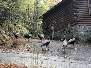 Un groupe de dindes se promène près d’une cabane en bois, entourée d’arbres.