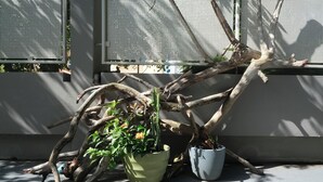 Une plante en pot avec un cactus et une grande branche d’arbre.