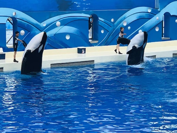 An indoor pool with two orcas performing, a blue wave-like design on the wall, and a person in the background. - Ji Hotel (Shanghai)