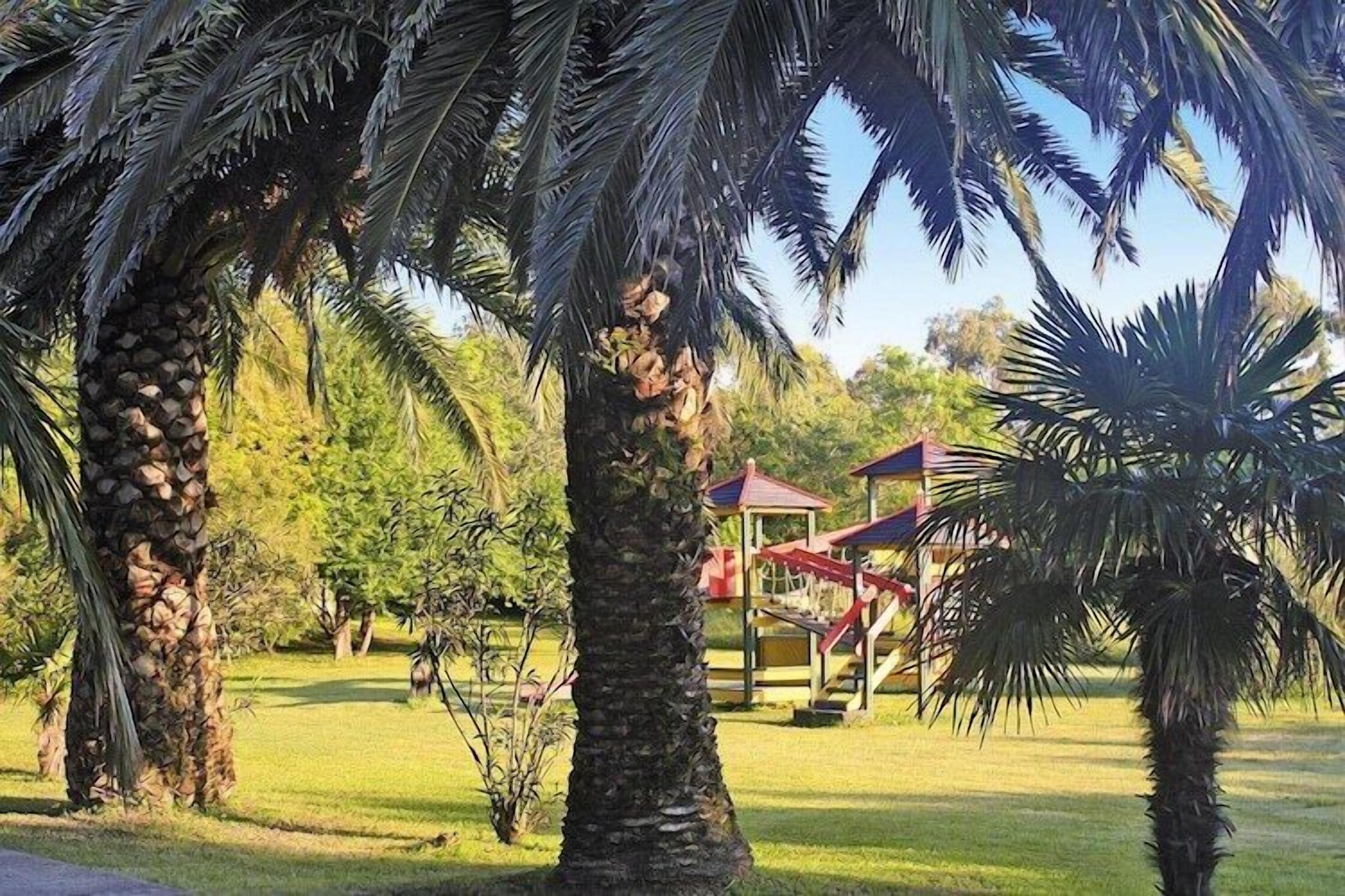 Un parc avec des palmiers et une aire de jeux.