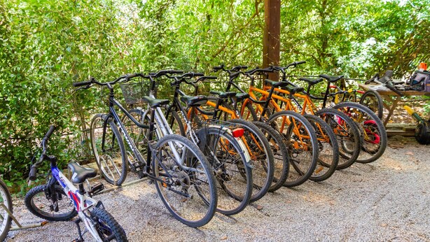 A row of bicycles parked outdoors, surrounded by greenery.