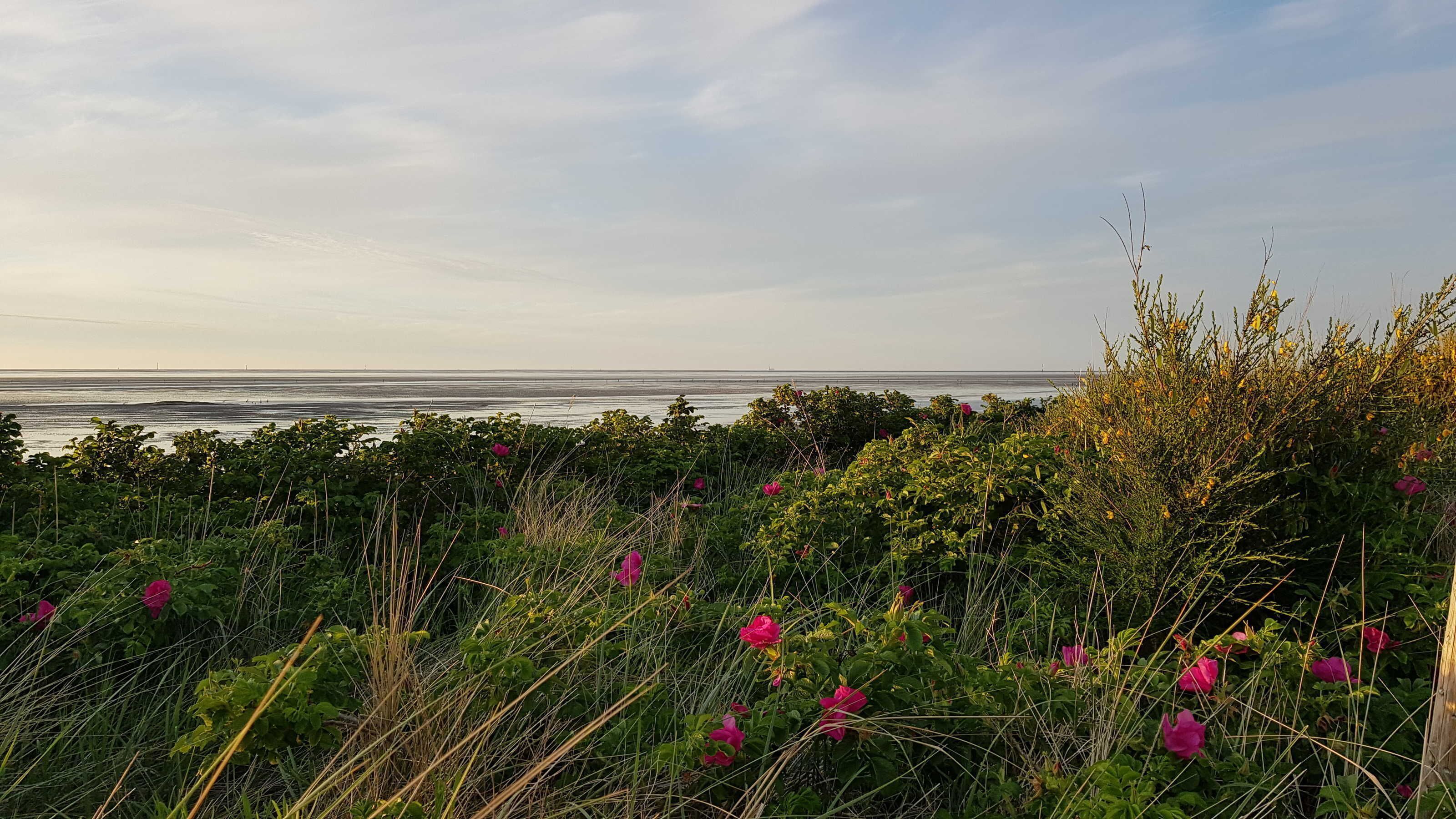 Un paysage côtier caractérisé par une végétation luxuriante et des fleurs roses au premier plan, qui s’ouvre sur une vue de l’océan.