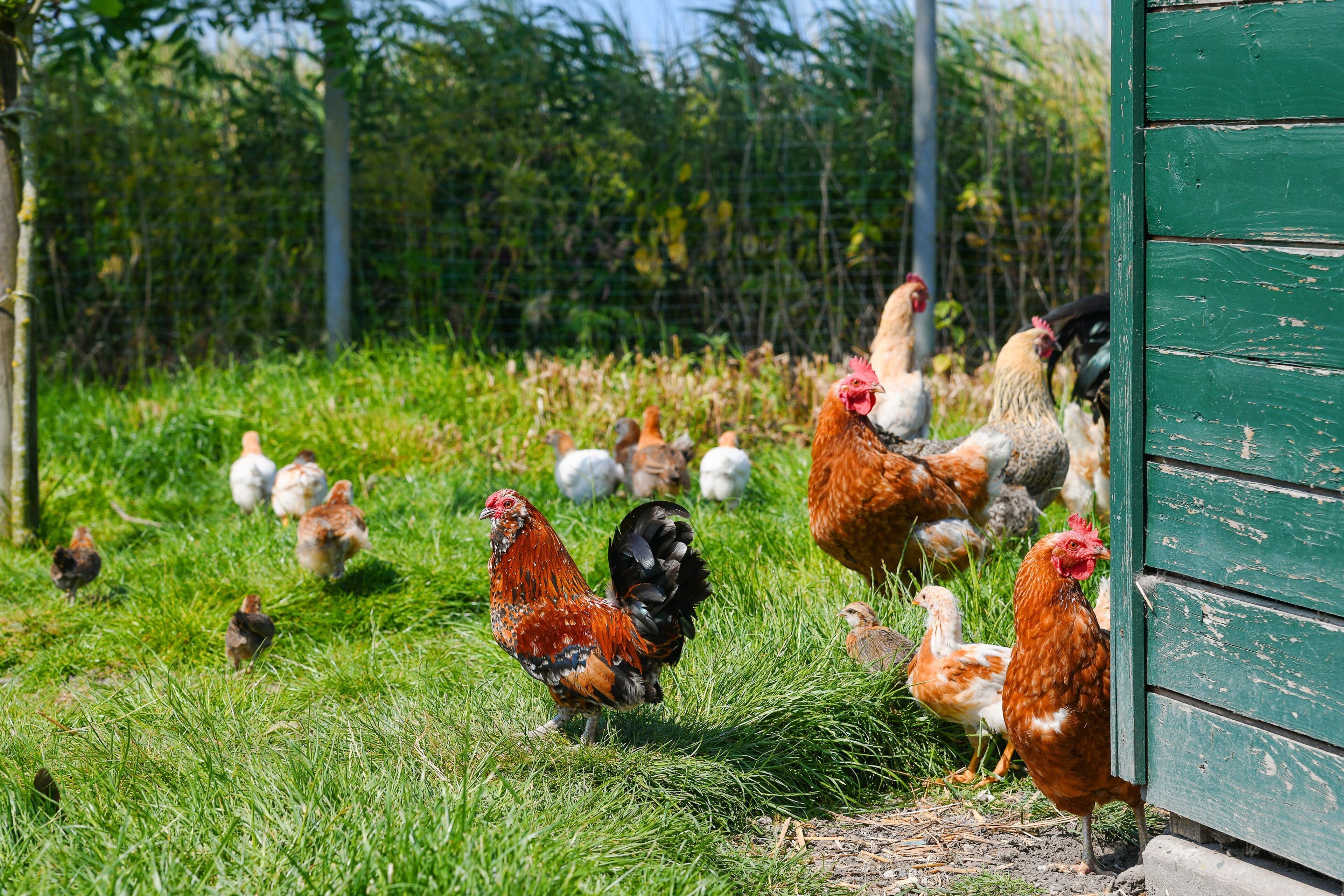 A group of chickens in a grassy area with a green wooden structure in the background.