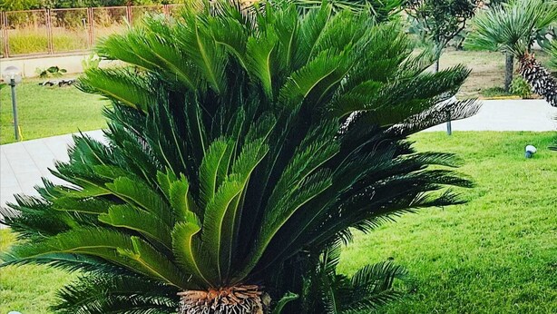 Una planta verde y exuberante en un área ajardinada con un borde de ladrillo.
