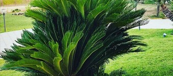 Welcome to Villa Aristogatti