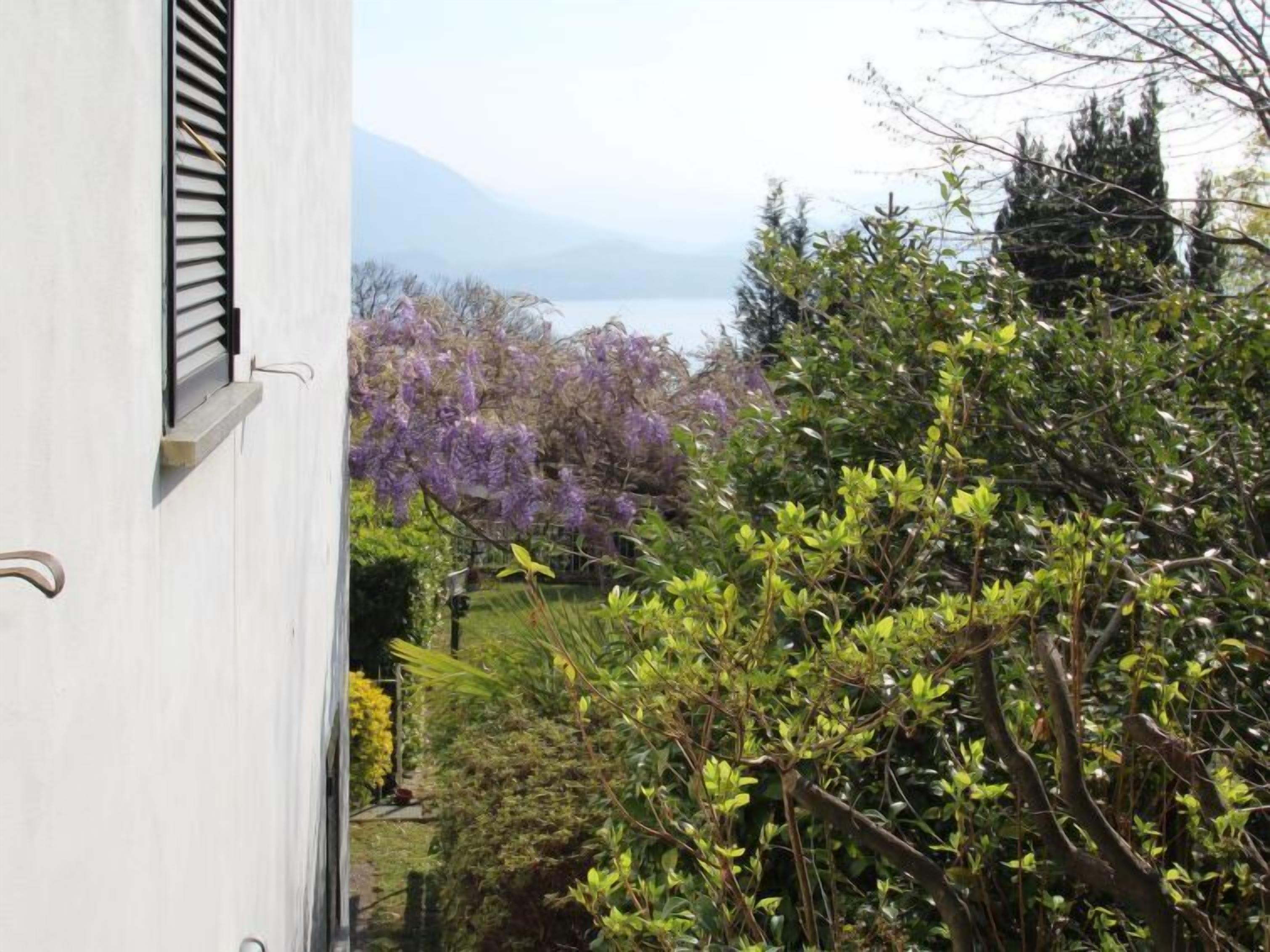 A view of a garden with various plants and trees, including purple flowers and green foliage.