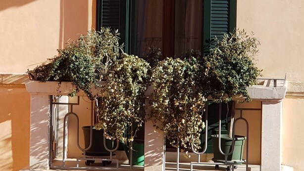 Un immeuble à plusieurs étages doté de balcons, chacun orné de plantes en pot et muni de garde-corps en métal.