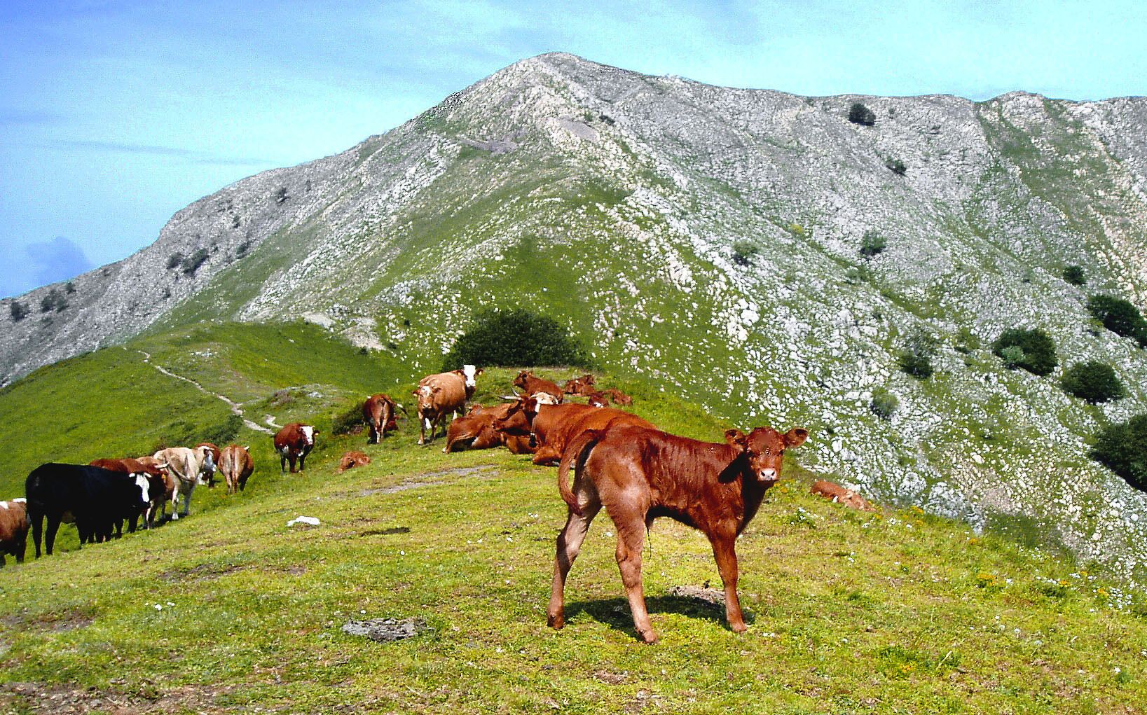 Un paisaje montañoso con una manada de vacas pastando en una ladera cubierta de hierba.