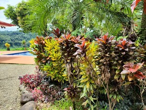 Property grounds - Quiet Serenity overlooking the Jungle and Sea (San José province)