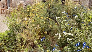 A rustic stone building with a tiled roof, a small window with a metal grill, and a garden in the foreground with various wildflowers.