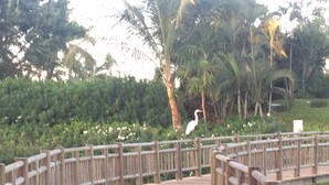 Un puente de madera con barandillas que conduce a un cuerpo de agua, rodeado de abundante vegetación y palmeras.