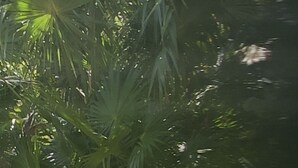 Un grupo de flamencos de pie en una zona de agua poco profunda con densa vegetación verde al fondo.