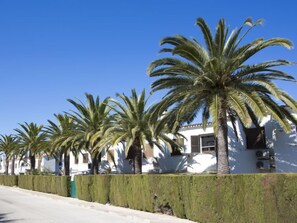 Une rangée de palmiers bordant une rue, avec des bâtiments blancs, une haie et un ciel bleu clair.