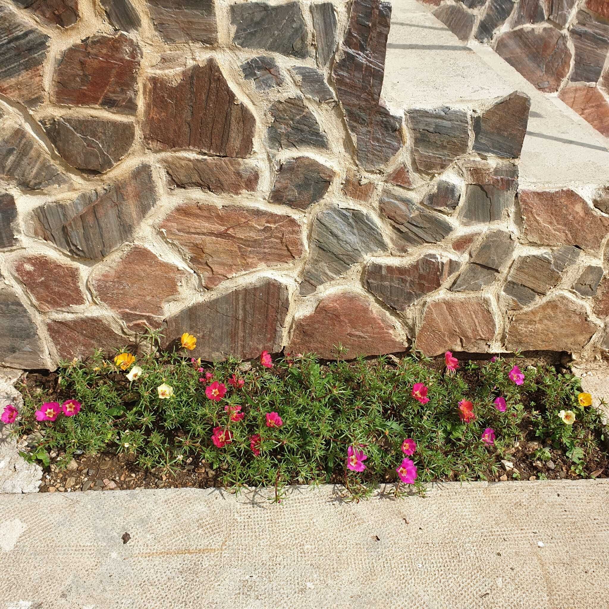 A stone wall with a flower bed at its base.