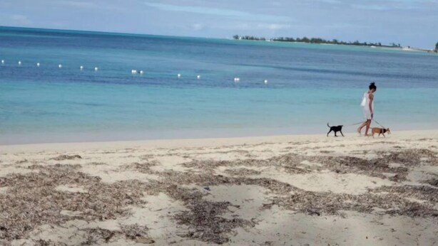 Ein Strand mit klarem türkisblauem Wasser und einer Person, die einen Hund ausführt.