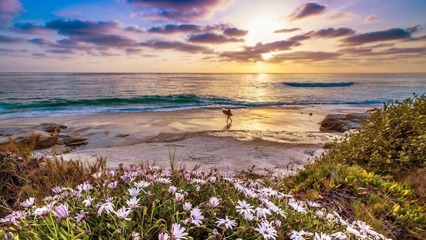 Eine Strandansicht mit einer Person, die mit einem Surfbrett entlanggeht, Wellen und Blumen im Vordergrund.