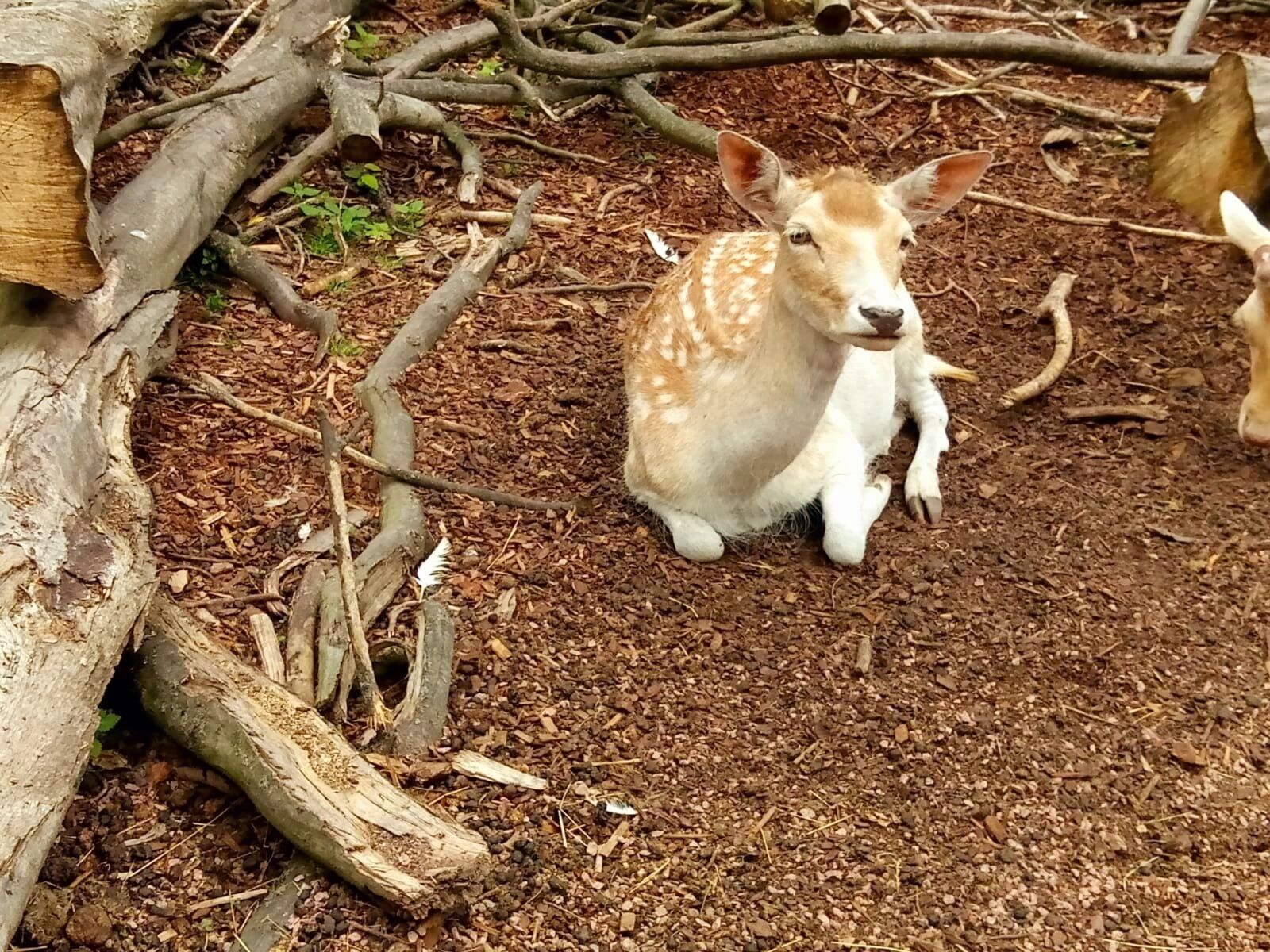 A deer sitting in a forested area with fallen logs and branches.