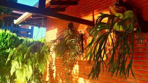 A brick wall with hanging plants and a wooden ceiling structure. - Casa com Piscina em Penha - Beto Carrero (Penha)