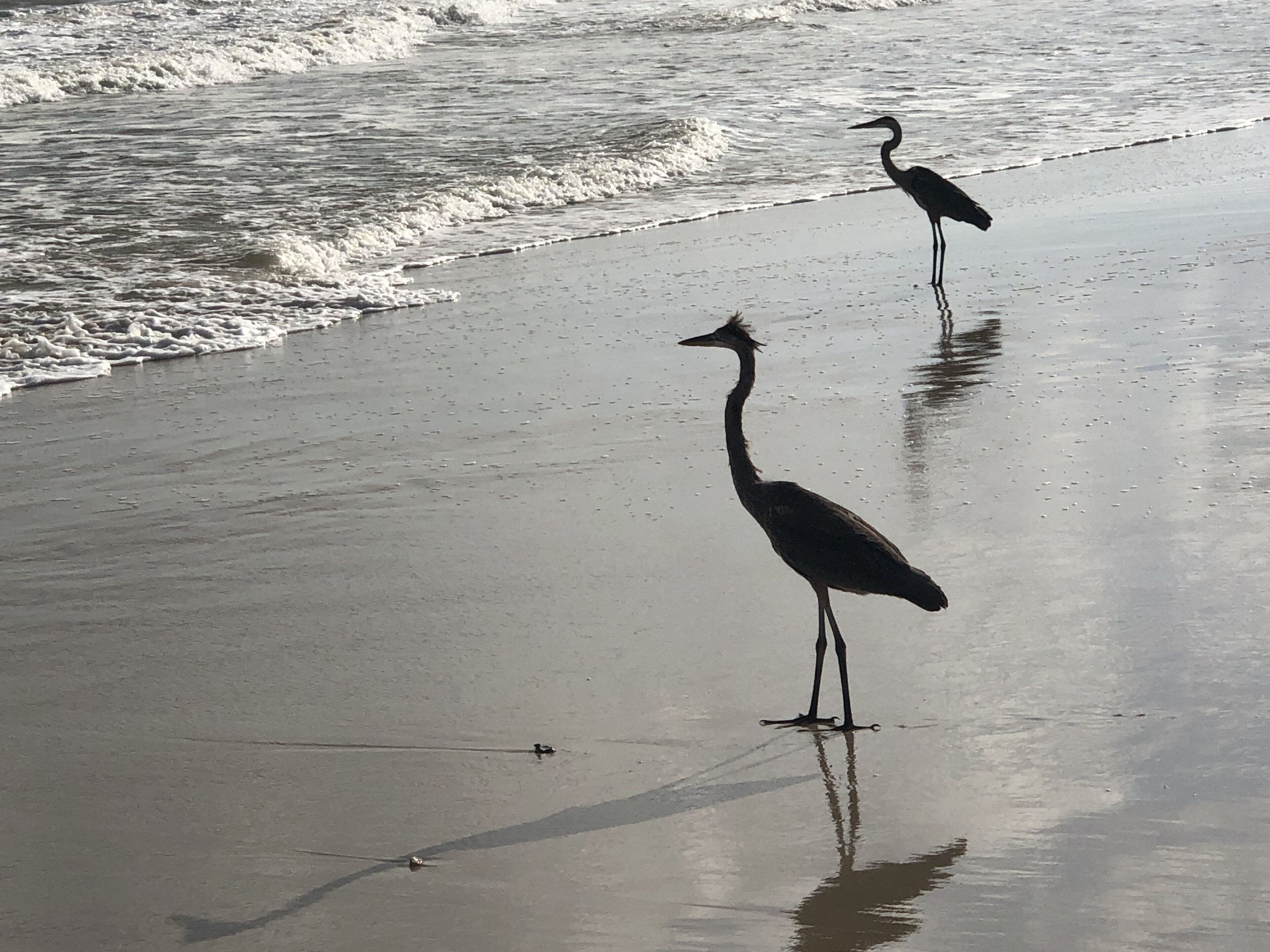 Two birds standing on a wet beach with waves in the background.