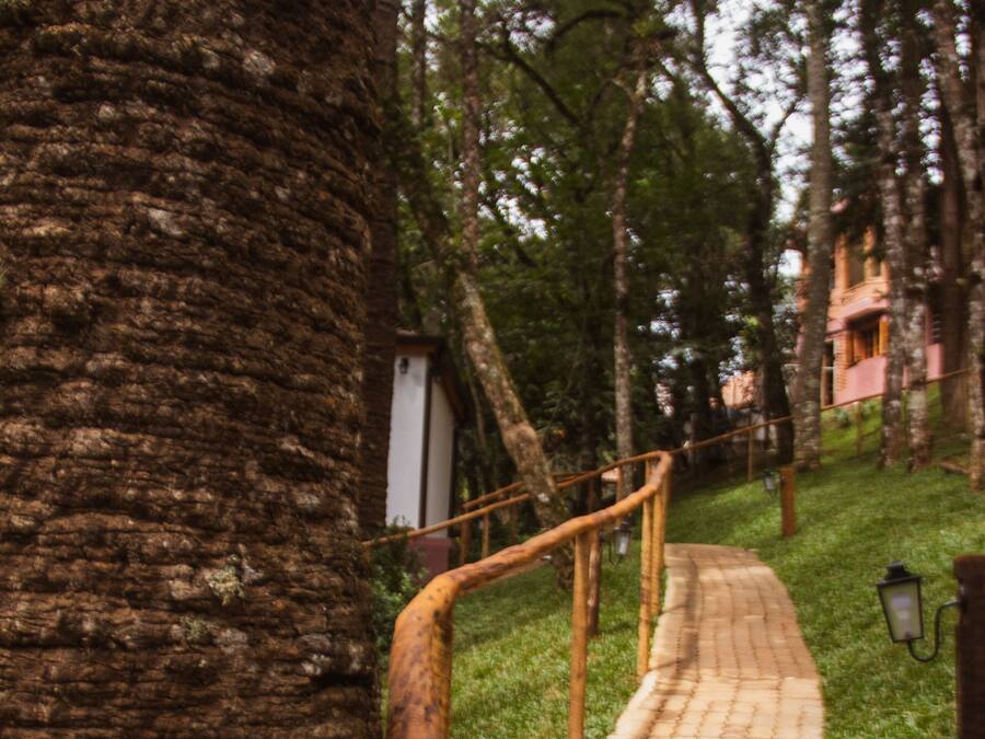 Um caminho pavimentado com grades de madeira, cercado por árvores e grama.