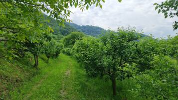 A vineyard with rows of grapevines and a path leading through it.